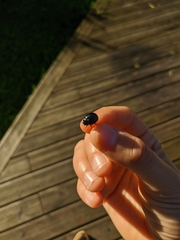 Chrysolina haemoptera