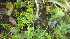 Galium normanii