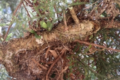 Rhinerrhiza divitiflora