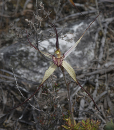 white spider orchid (Caladenia patersonii)