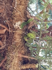 Rhinerrhiza divitiflora