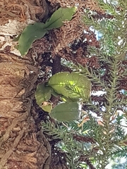 Rhinerrhiza divitiflora