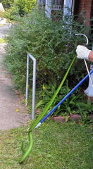 Dendroaspis angusticeps