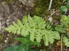 Cystopteris bulbifera