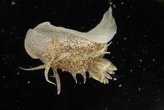 Okenia pulchella