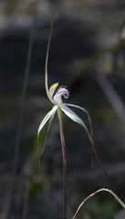 Caladenia saggicola
