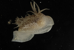 Okenia pulchella