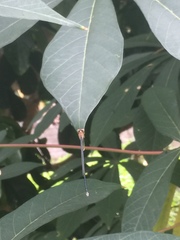 Pseudagrion ustum