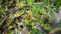 Gentianella campestris