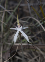 Caladenia saggicola