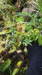 Gentianella campestris