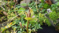 Gentianella campestris