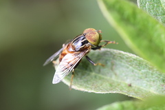 Eristalinus quinquestriatus