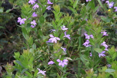 Scaevola platyphylla