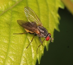 Emmesomyia