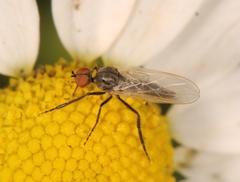 Empis albinervis