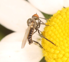 Empis albinervis