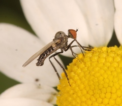 Empis albinervis