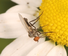 Empis albinervis