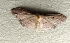 Scopula lactaria