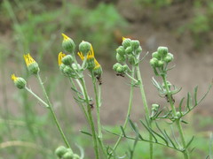 Jacobaea borysthenica