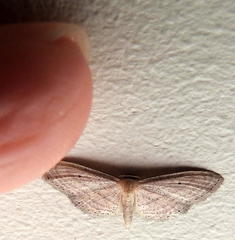 Scopula lactaria