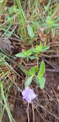 Ruellia cordata