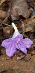 Ruellia cordata