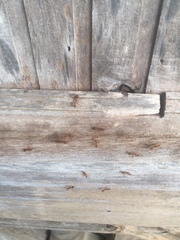 Oecophylla smaragdina