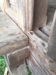 Oecophylla smaragdina