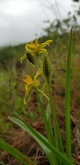 Hypoxis