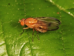 Minettia inusta