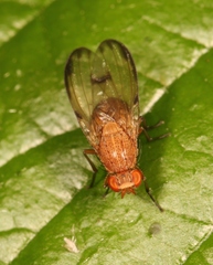 Minettia inusta