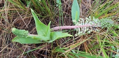 Ledebouria zebrina