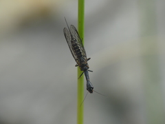Raphidiinae