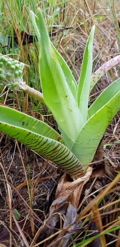 Image of Ledebouria zebrina by (c) Suvarna Parbhoo Mohan, some rights reserved (CC BY-SA)