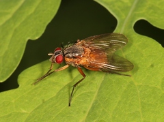 Phaonia rufiventris