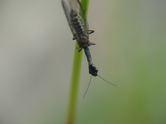 Raphidiinae
