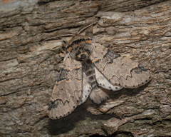 Furcula aeruginosa