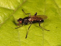 Themira putris