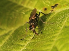 Themira putris