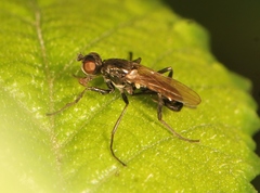 Themira putris