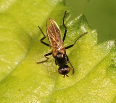 Themira putris