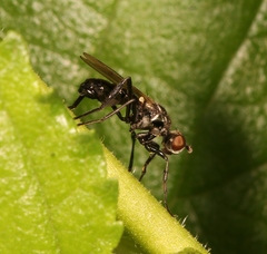 Themira putris