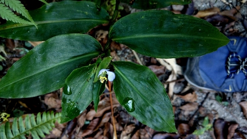 Commelina paludosa (Commelina paludosa)