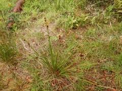 Juncus conglomeratus