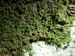 Frullania nicholsonii