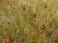 Juncus maritimus