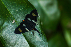 Pitthea trifasciata
