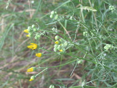 Jacobaea borysthenica